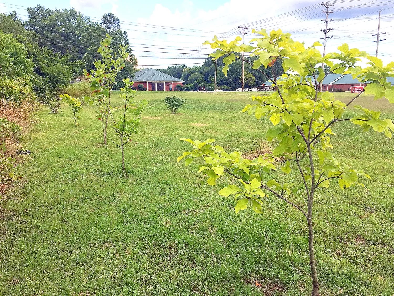 Trees planted along Lytle Creek